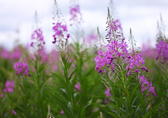 blooms Chamerion, flowering meadow and sky