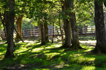 New Forest in England