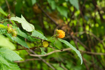 yellow salmon berry on the vine