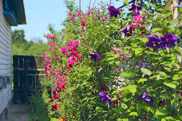 Fototapeta na wymiar Delicate roses and clematis blossom near house. Flowers in garden