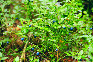 Berries of bilberry in forest. Harvesting whortleberries