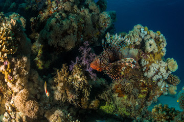 Plakat Coral garden in the red sea