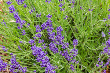 close up of lavender