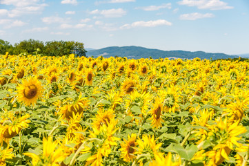 Obraz premium field of sunflowers