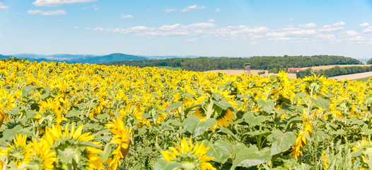 Obraz premium field of sunflowers