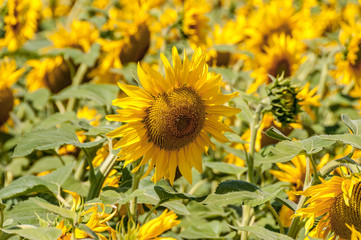 Naklejka premium field of sunflowers