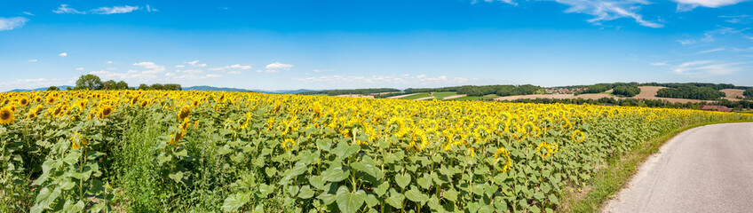 field of sunflowers