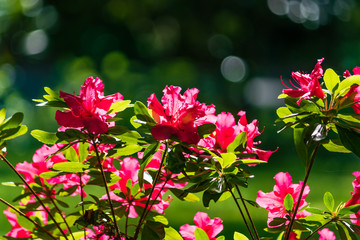 red flowered bush in the sun