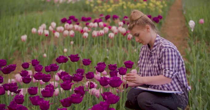 Female Researcher Walking While Examining Tulips At Field