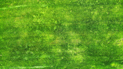 Green grass texture background