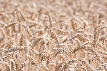 wheat field details