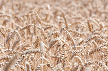 Fototapeta premium wheat field details