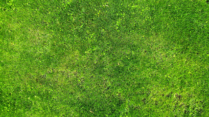 Green grass texture background