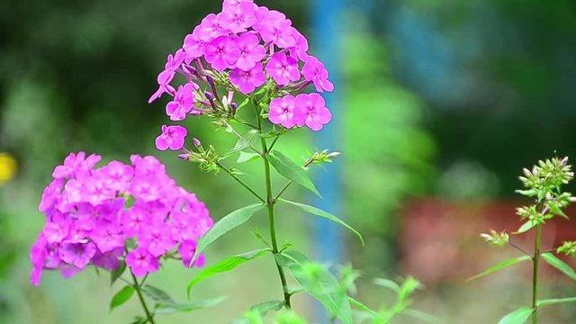 Phlox paniculata, fall phlox, garden phlox, perennial phlox, summer phlox