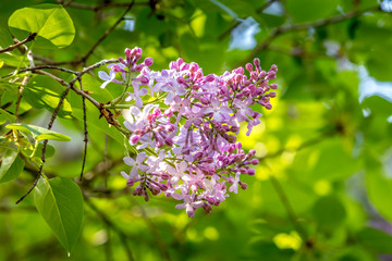 wild pink flowers on a tree