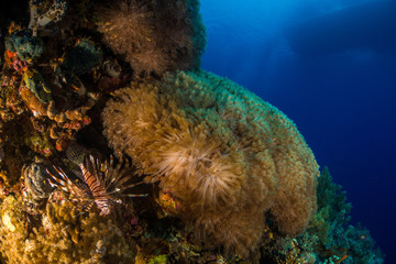 Lionfish with corals in the red sea