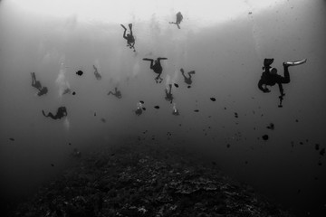 Divers at Elphinstone reef