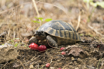 bahçede kiraz yiyen  küçük kaplumbağa