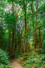 Fototapeta na wymiar path leading through green woods