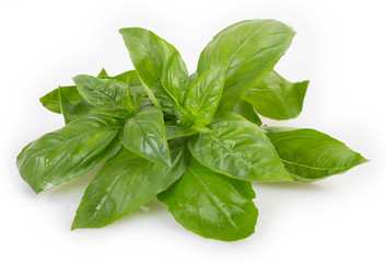 Fresh basil on white background