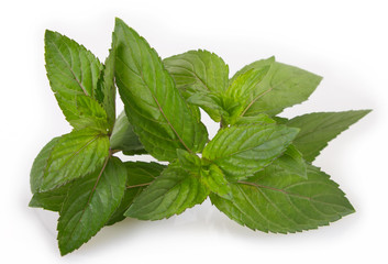 Fresh mint on white background