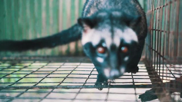 Asian palm civet kept in cage on the coffee plantation