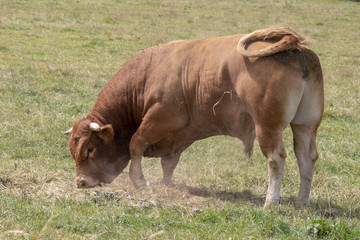 Taureau race limousine au pré