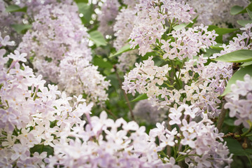 Lilac flowers close-up, focus with shallow depth of field, background with vignette effect