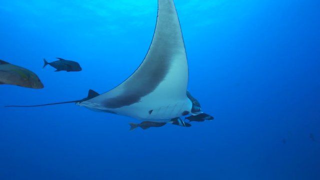 Giant manta ray swimming in the blue - Socorro, San Benedicto island