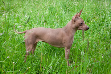 American hairless terrier puppy is standing on a green meadow.