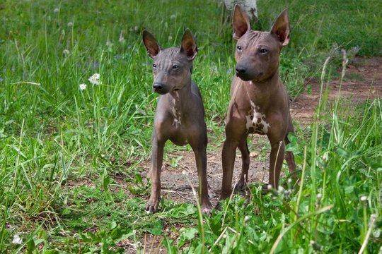 american hairless terrier colors