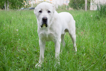 Central Asian Shepherd Dog is looking at the camera.