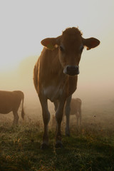 Cows in the early morning sun