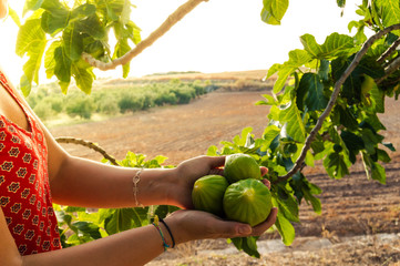 The hands of a woman holding huge figs in her hands collected from a tree in an ecological field....