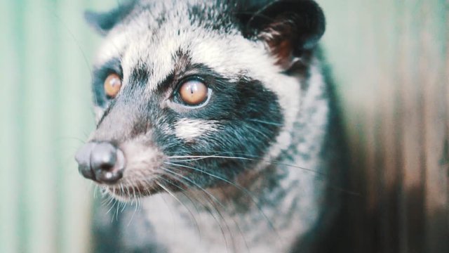 Asian palm civet kept in cage on the coffee plantation