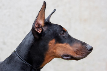 Cute doberman pinscher isolated on a gray background.