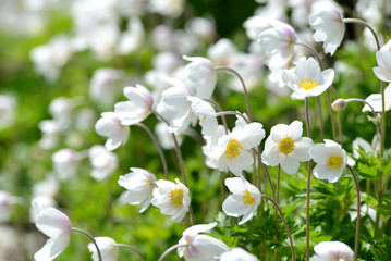 Anemone baldensis - Beautiful mountain flowers growing in the Austria Alps.