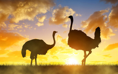 Silhouette the two ostrich on the savanna in the orange sunset sky. African wild animal.