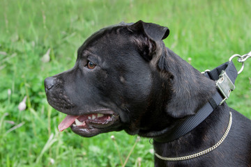 Cute staffordshire bull terrier puppy close up.