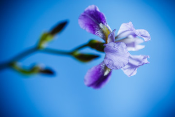 Fototapeta na wymiar beautiful violet iris flower