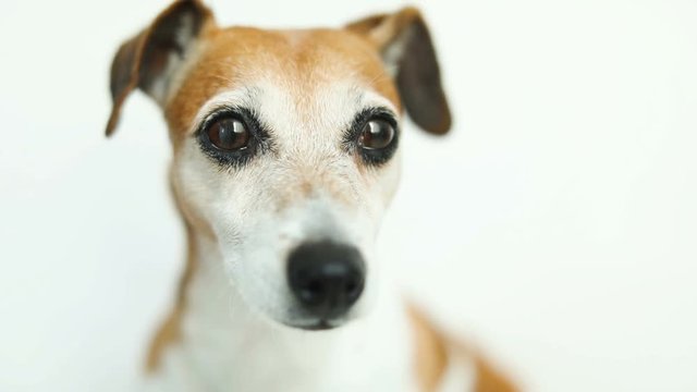 Close up video portrait of small cute dog Jack Russell terrier. Smart beautiful eyes. Video footage. Lovely pet