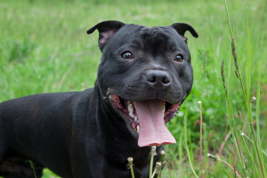 Staffordshire bull terrier puppy is standing with lolling tongue.