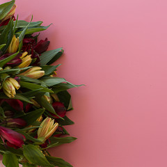 alstroemeria flowers delicate multicolored bright orange and red  close-up macro