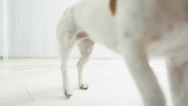 Active cute dog Jack Russel terrier playing with man with puller toy. Video footage