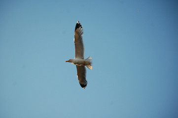 seagull