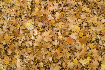 Autumn background with fallen yellow leaves