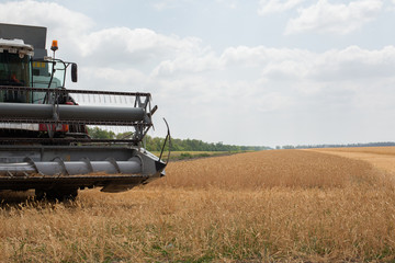 Fototapeta na wymiar Combine harvesting the wheat in a sunny day.