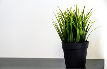 Fresh green wheatgrass growing in concrete pot.