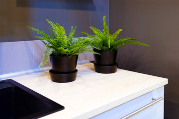Fresh green wheatgrass growing in concrete pot.