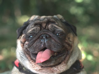 Spider, il mio coraggioso capo branco